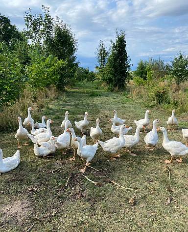 Gänse auf der PeKK