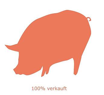 Schwein in orange